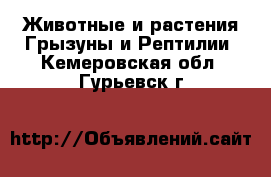 Животные и растения Грызуны и Рептилии. Кемеровская обл.,Гурьевск г.